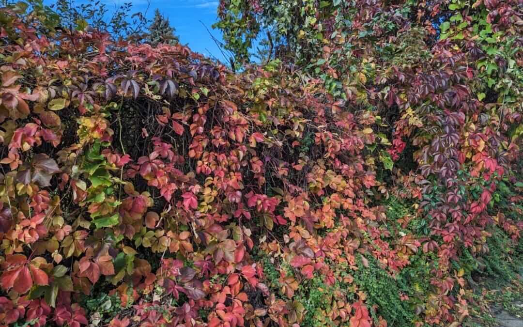 K’sportschule: Herbstferien